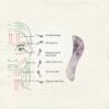 Ilika Rose Quartz Gua Sha | Face & Body Massager - Image 4